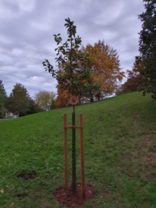 Herbst Hocketse Baum Michael